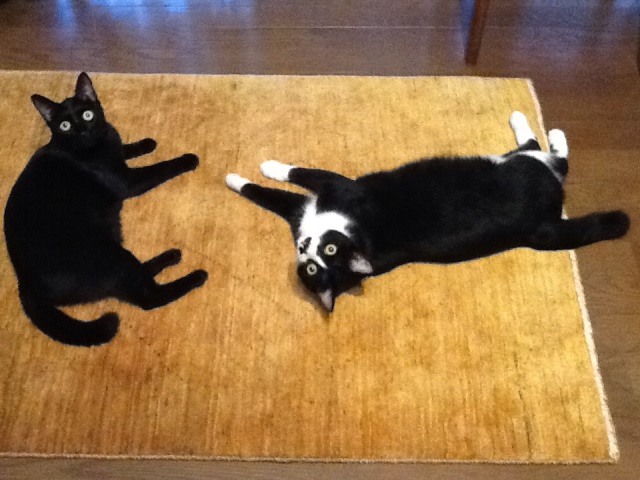 猫はギャッベで丸くなる特集 | ギャッベ(ギャベ)＆キリム専門 | アート 