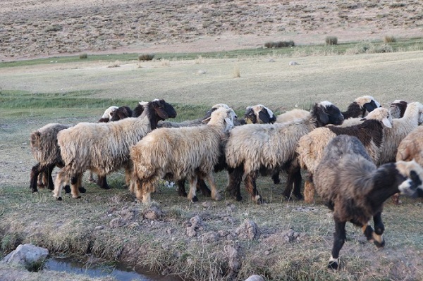 高山で暮らす羊