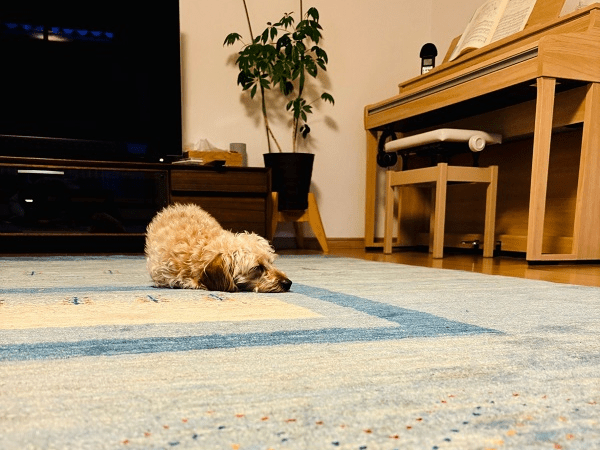 ペットとアートギャッベ