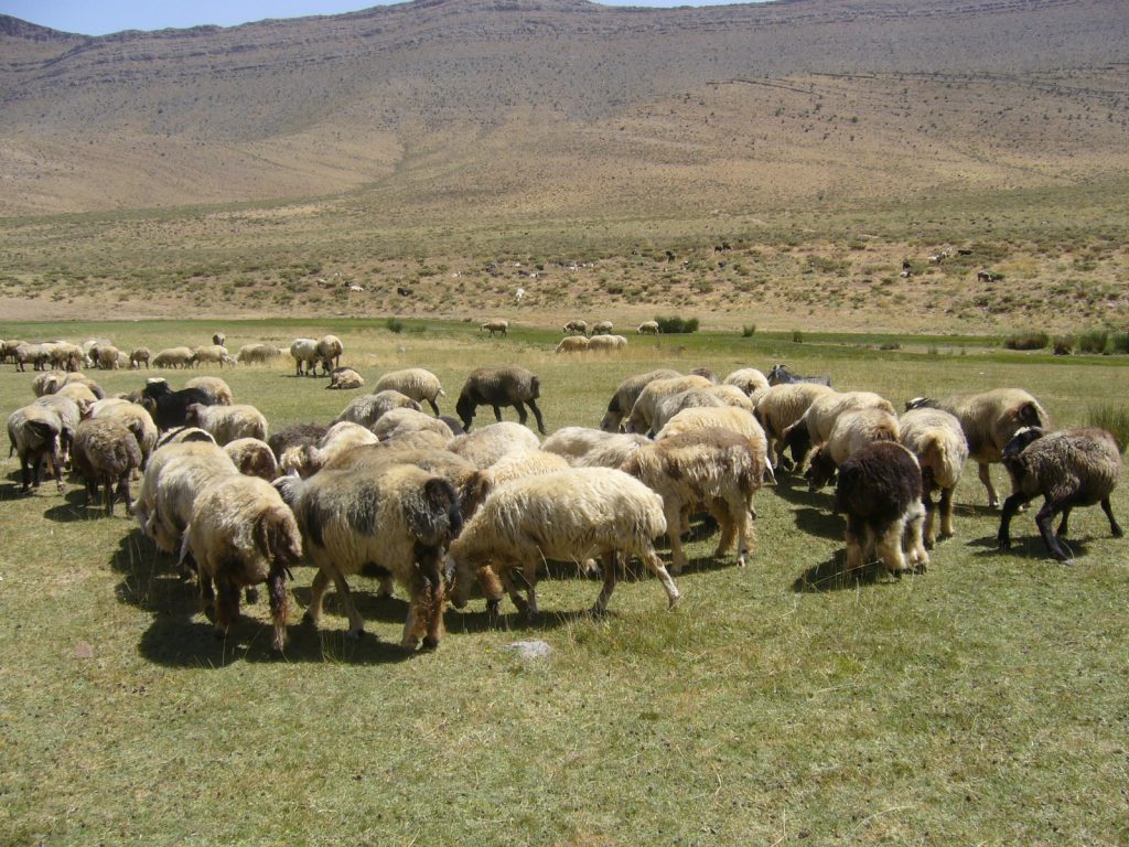 アートギャッベで使われれる羊たち