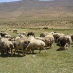 アートギャッベで使われれる羊たち